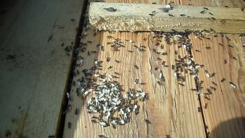 Как муравьи и пчелы борются с эпидемиями и чему мы можем у них научиться