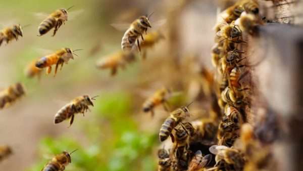Как муравьи и пчелы борются с эпидемиями и чему мы можем у них научиться