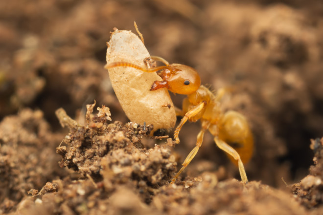 Как навсегда избавиться от муравьев в теплице: народные средства и химия