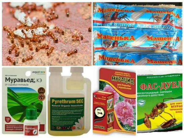 Как навсегда избавиться от муравьев в теплице: народные средства и химия