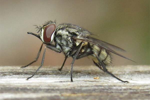 Как поймать муху? читы и уловки