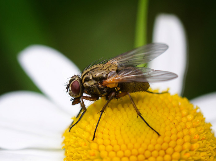 Как размножаются мухи: почти сложное