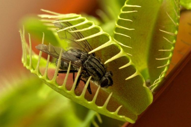 Как размножаются мухи: почти сложное