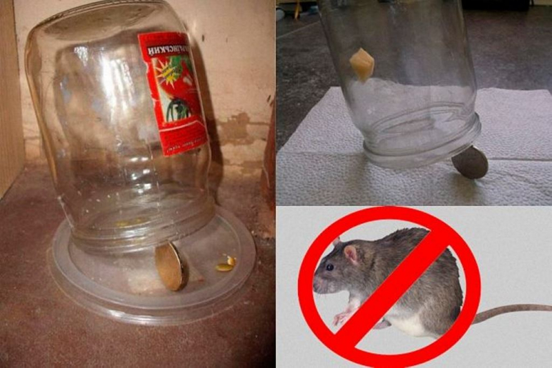 Как сделать ловушку для крыс: фото лучших самодельных ловушек для крыс