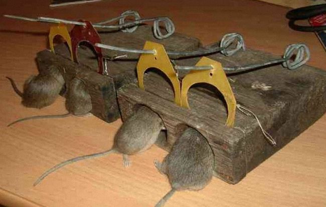 Как сделать ловушку для крыс: фото лучших самодельных ловушек для крыс