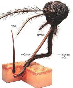 Как убрать (сделать невидимыми) следы от укусов комаров?