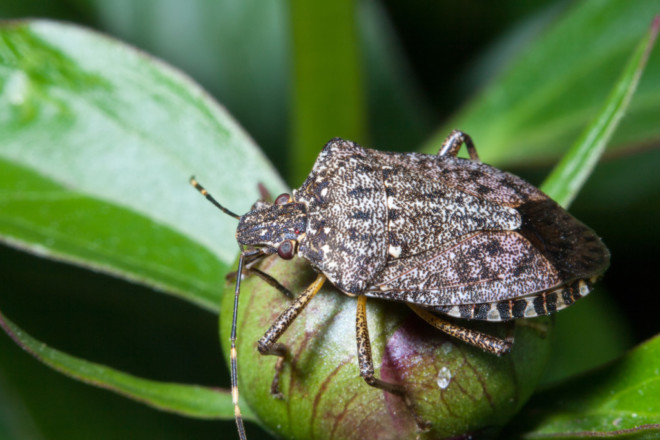 Как уничтожить мраморного жука: энтомологи всего мира ищут решение