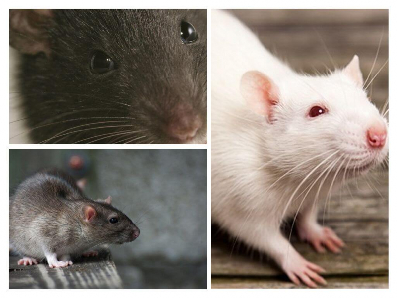 Как крысы видят в темноте и на свету, особенности поведения