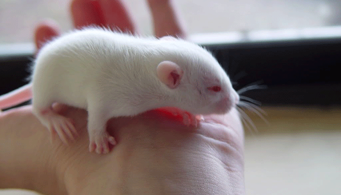 Как крысы видят в темноте и на свету, особенности поведения