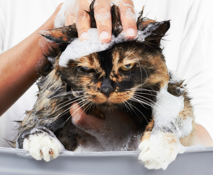 Как выбрать лучший шампунь от блох для кошек?