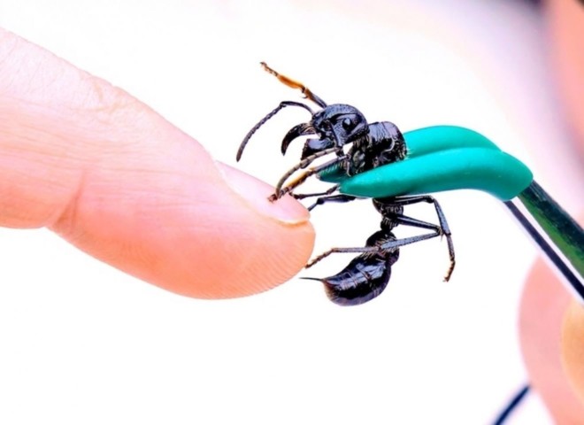 Как выглядит муравей-пуля? Отличительные черты, места обитания, особенности жизни и развития колонии