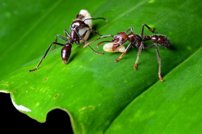 Как выглядит муравей-пуля? Отличительные черты, места обитания, особенности жизни и развития колонии