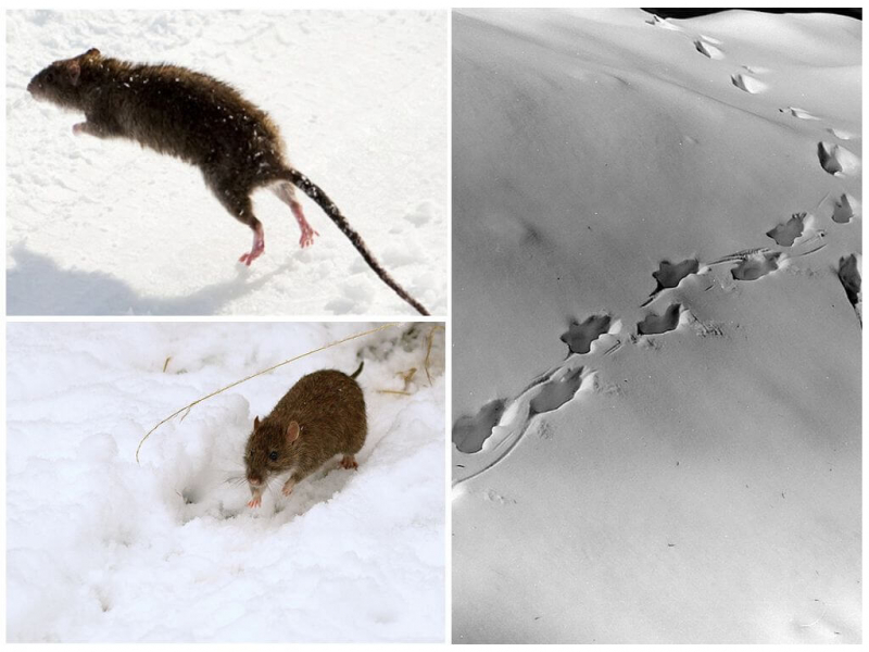 Как выглядят крысиные следы на снегу: фото и описание следов
