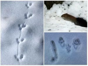 Как выглядят крысиные следы на снегу: фото и описание следов