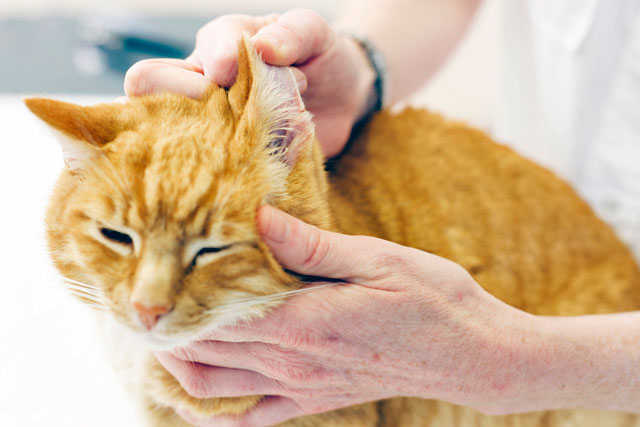 Как вывести клеща у кошки: обзор методов, советы ветеринаров