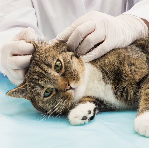 Как вывести клеща у кошки: обзор методов, советы ветеринаров