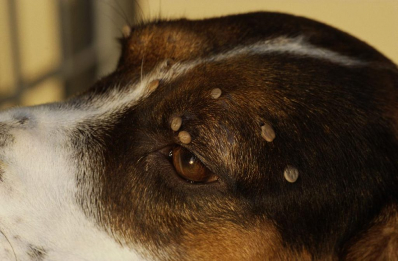 Как вывести клеща у собаки в домашних условиях, что делать, если голова насекомого осталась на теле?