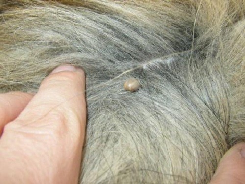 Как вывести клеща у собаки в домашних условиях, что делать, если голова насекомого осталась на теле?