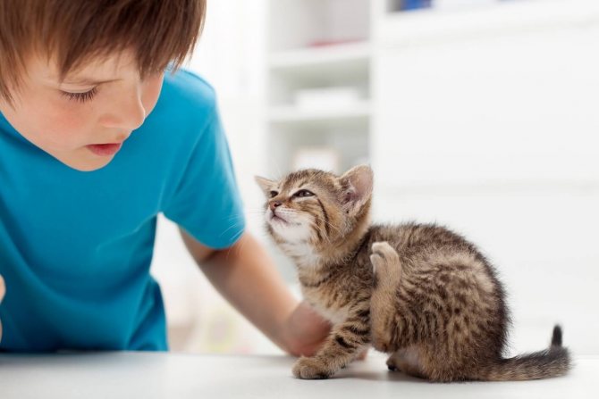 Как вывести блох у кошки и котят: народные и специальные средства, у беременной и кормящей женщины