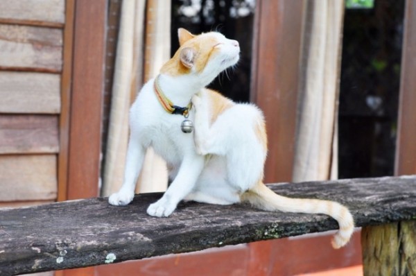 Как вывести блох у кошки в домашних условиях: лучшие средства и отзывы