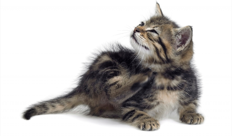 Как вывести блох у кошки в домашних условиях: лучшие средства и отзывы