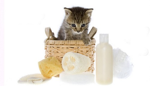 Как вывести блох у домашней кошки: средства и методы
