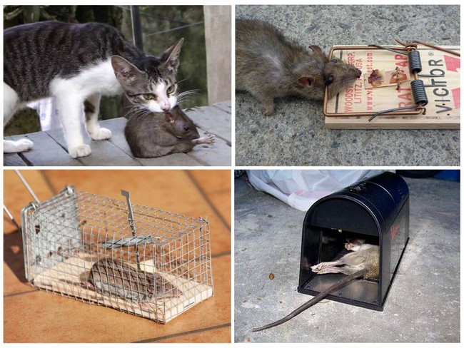 Как избавиться от крыс в доме народными средствами