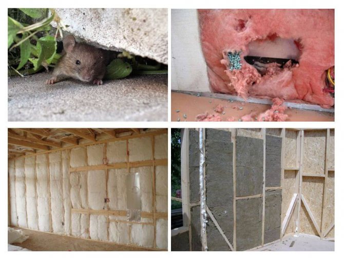 Как защитить деревянный дом от мышей и насекомых