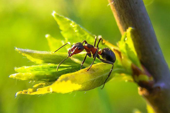 Как зимуют муравьи: питание, диапауза, спячка