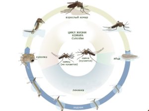 Какие животные едят куколки и яйца комаров: стрекозы и птицы