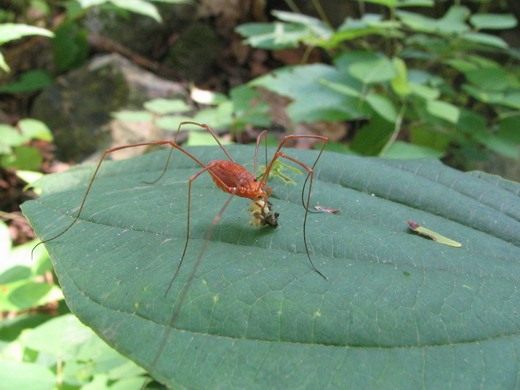 Какие животные едят куколки и яйца комаров: стрекозы и птицы