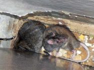 Какой утеплитель не грызут мыши и крысы? Выдержит ли монтажная пена, стекловата и другие материалы?