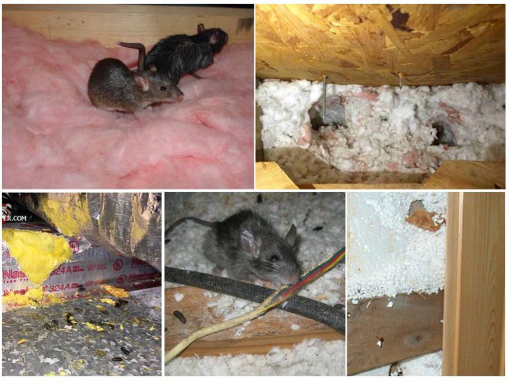 Какой утеплитель не грызут мыши и крысы? Выдержит ли монтажная пена, стекловата и другие материалы?