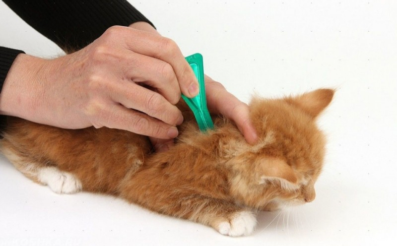 Капли крест от глистов для кошек: обзор, состав, отзывы