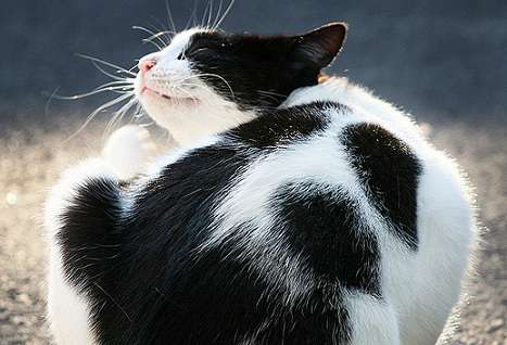 Капли крест от глистов для кошек: обзор, состав, отзывы