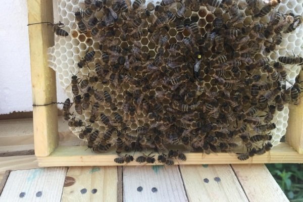 Карпатская пчела: характеристика, описание, разведение и содержание породы
