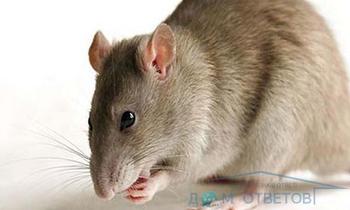 Клещи на декоративных крысах: фото, признаки, как вывести