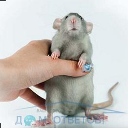 Клещи на декоративных крысах: фото, признаки, как вывести