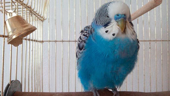 Клещи у попугая: виды, симптомы, признаки, лечение