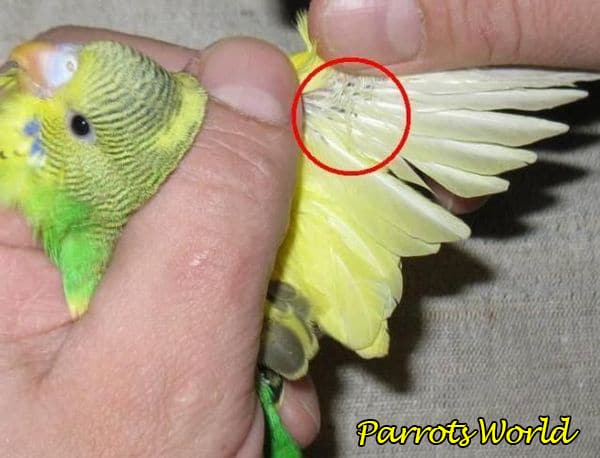 Клещи у попугая: виды, симптомы, признаки, лечение