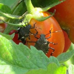 Клопы на помидорах как бороться: описание и виды, способы борьбы