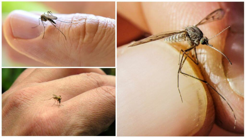 Комары летят на свет или на то, что их привлекает