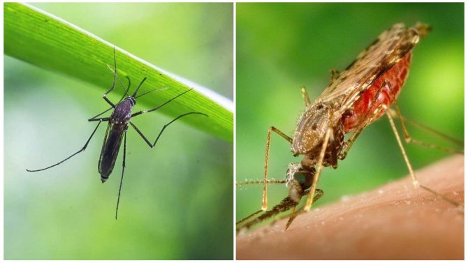 Комары летят на свет или на то, что их привлекает