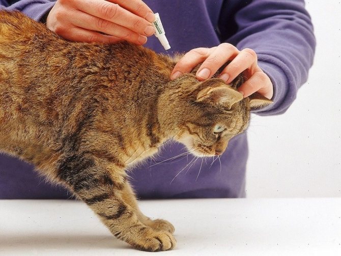 Кошка чешется после капель от блох: причины и устранение зуда