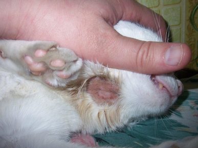 Кошка чешется после капель от блох: причины и устранение зуда