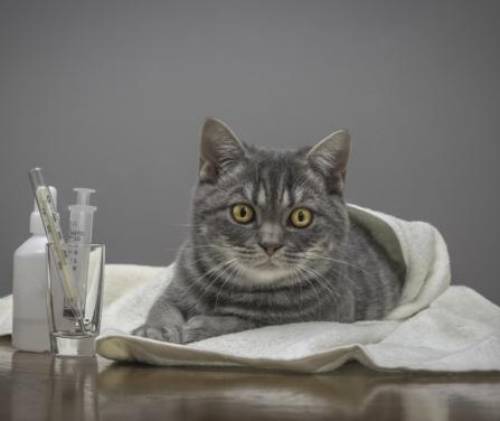 Кошка ест мух: последствия, причины, представляющие наибольший интерес