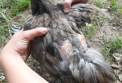 Красный куриный клещ на птице: симптомы, диагностика и лечение