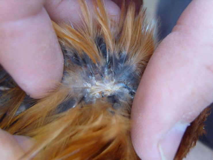 Красный куриный клещ на птице: симптомы, диагностика и лечение