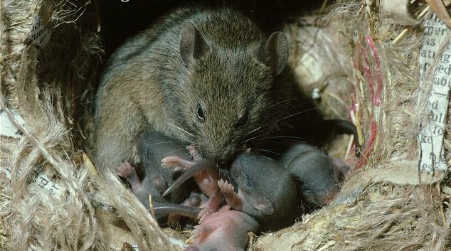 Крысиный помет: фото и отличия, запах, следы