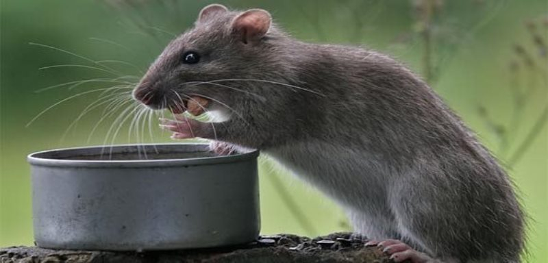 Крысиный помет: фото и отличия, запах, следы